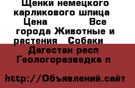 Щенки немецкого карликового шпица › Цена ­ 20 000 - Все города Животные и растения » Собаки   . Дагестан респ.,Геологоразведка п.